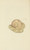 Digital Print - The mineral conchology of Great Britain Pl.141 by James Sowerby