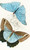 Digital Print - Morpho Adonis,Pavonia Teucer by James Duncan