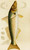 Digital Print - Fishes VII by Frederick McCoy