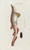 Digital Print - Icones rerum naturalium, ou figures enlumines d'histoire naturelle du nord Pl.38 by Peder Ascanius