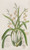 Digital Print - Yellow-Ochre-coloured Epidendrum by Sydenham Edwards