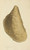 Digital Print - The mineral conchology of Great Britain Pl.007 by James Sowerby
