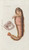 Digital Print - Icones rerum naturalium, ou figures enlumines d'histoire naturelle du nord Pl.25 by Peder Ascanius