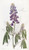 Digital Print - Drooping-leaved Lupine by Sydenham Edwards