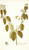 Digital Print - Euphorbia nudiflora by Nikolaus Joseph Freiherr von Jacquin