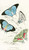 Digital Print - Polyommatus Marsyas,Polyommatus Endymion by James Duncan