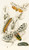 Digital Print - Spilosoma aerea, Arctia oculatissima by James Duncan