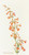 Digital Print - Penstemon Parryi by Margaret Armstrong