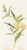 Digital Print - Bush Monkey Flower by Margaret Armstrong