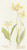 Digital Print - Dogtooth Violet by Margaret Armstrong