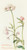 Digital Print - Wild Valerian by Margaret Armstrong