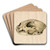 Scull of a panther by Floris Verster Art Drink Coaster set Scull of a panther by Floris Verster Art Drink Coaster set