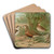 Charadrius alexandrinus, Charadrius morinellus by Johann Friedrich Naumann Art Drink Coaster set Charadrius alexandrinus, Charadrius morinellus by Johann Friedrich Naumann Art Drink Coaster set