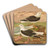 Larus fuscus, Larus marinus, Larus glaucus Brunn by Johann Friedrich Naumann Art Drink Coaster set Larus fuscus, Larus marinus, Larus glaucus Brunn by Johann Friedrich Naumann Art Drink Coaster set