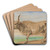 Study of Hungarian breed ox by Piotr Michaowski Art Drink Coaster set