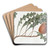 Prostrate Banksia by Sydenham Edwards Art Drink Coaster set Prostrate Banksia by Sydenham Edwards Art Drink Coaster set