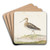 Watersnip by Pieter Withoos Art Drink Coaster set Watersnip by Pieter Withoos Art Drink Coaster set
