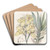 Dislocated Mormodes by Sydenham Edwards Art Drink Coaster set Dislocated Mormodes by Sydenham Edwards Art Drink Coaster set