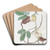 Spotted Cattleya by Sydenham Edwards Art Drink Coaster set