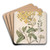 Daisy (Brachyglottis) by Sarah Featon Art Drink Coaster set