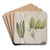 Celmisia by Sarah Featon Art Drink Coaster set