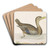 Roan Duck by John Abbot Art Drink Coaster set