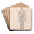 Human Figure, Anterior View, Undissected by George Stubbs Art Drink Coaster set