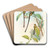 Lesbia Amaryllis by John Gould Art Drink Coaster set