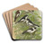 Muscicapa atricapill, Muscicapa collaris semitorquata, Muscicapa collaris Bechst by Johann Friedrich Naumann Art Drink Coaster set Muscicapa atricapill, Muscicapa collaris semitorquata, Muscicapa collaris Bechst by Johann Friedrich Naumann Art Drink Coaster set