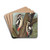 Dendrocopus major by Johann Friedrich Naumann Drink Coasters - set of 4 Dendrocopus major by Johann Friedrich Naumann Drink Coasters - set of 4