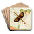 Orthoptera by Frederick William Frohawk Art Drink Coaster set Orthoptera by Frederick William Frohawk Art Drink Coaster set