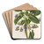 Viola arborea Brandyana by Charles Antoine Lemaire Art Drink Coaster set