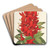 Erythrina (hybrida) Marie Bellanger by Charles Antoine Lemaire Art Drink Coaster set
