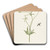 Dubbele gele ranonkel en insekt by Pieter Withoos Art Drink Coaster set Dubbele gele ranonkel en insekt by Pieter Withoos Art Drink Coaster set