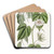 Cotton-leaved Passionflower by Sydenham Edwards Art Drink Coaster set