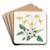 Bitten-rooted Violet by Sydenham Edwards Art Drink Coaster set Bitten-rooted Violet by Sydenham Edwards Art Drink Coaster set