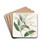 Long-flowered Honeysuckle by Sydenham Edwards Drink Coasters - set of 4