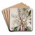 Laurel-leaved Strawberry tree by Sydenham Edwards Art Drink Coaster set Laurel-leaved Strawberry tree by Sydenham Edwards Art Drink Coaster set