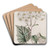 Milk-white Poplar-leaved Senecio by Sydenham Edwards Art Drink Coaster set