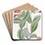 The North-west Honeysuckle by Sydenham Edwards Art Drink Coaster set