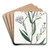 Smooth Aster by Sydenham Edwards Art Drink Coaster set