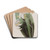 The Forked Tabernaemontana by Sydenham Edwards Drink Coasters - set of 4