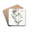 Various-leaved Collomia by Sydenham Edwards Drink Coasters - set of 4