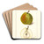 Pyrus communis: Wiest by Deborah Griscom Passmore Art Drink Coaster set