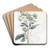Close-flowered potentilla by Sydenham Edwards Art Drink Coaster set