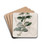 Specious Cinquefoil by Sydenham Edwards Drink Coasters - set of 4