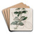 Specious Cinquefoil by Sydenham Edwards Art Drink Coaster set