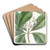 Large-leaved Tristania by Sydenham Edwards Art Drink Coaster set Large-leaved Tristania by Sydenham Edwards Art Drink Coaster set