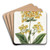 Clammy Calceolaria by Sydenham Edwards Art Drink Coaster set