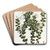 Pointed-leaved Pernettia by Sydenham Edwards Art Drink Coaster set